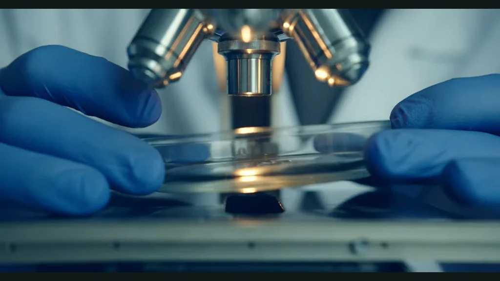Laboratory scientist placing a Petri dish under a microscope
